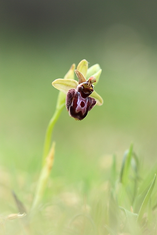 orchidee da Premantura e dintorni (Istria)